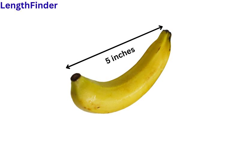 How long is 5 inches?