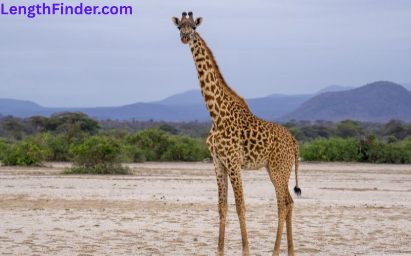 how long is 6 feet?
