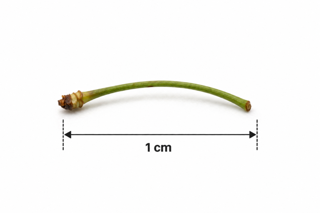 how long is 1 centimeter?