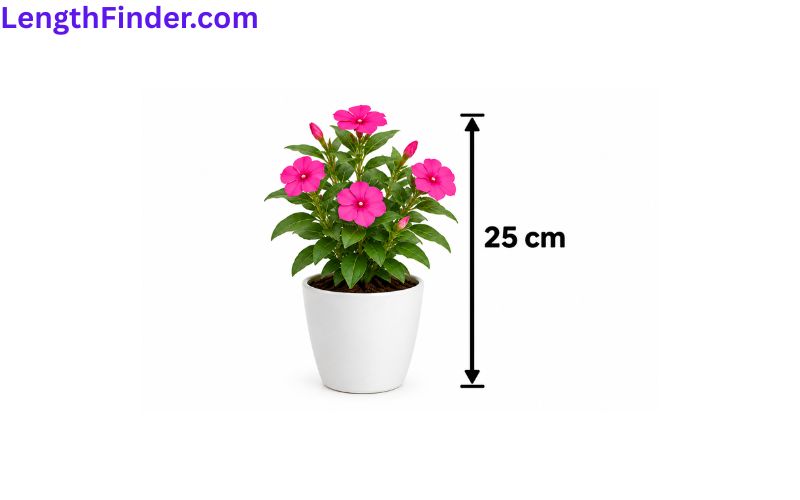 how long is 25 cm?